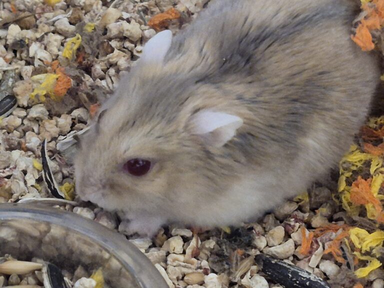 gaston, un hamster de couleur sable